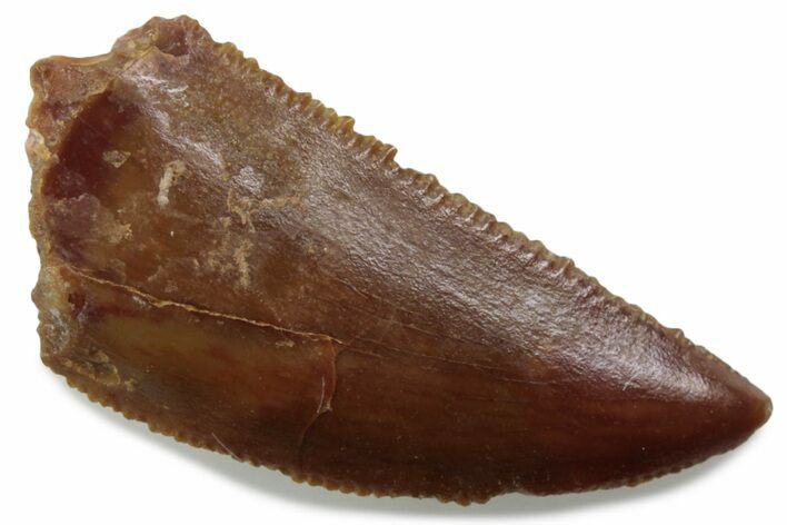 Serrated Raptor Tooth - Real Dinosaur Tooth #376399